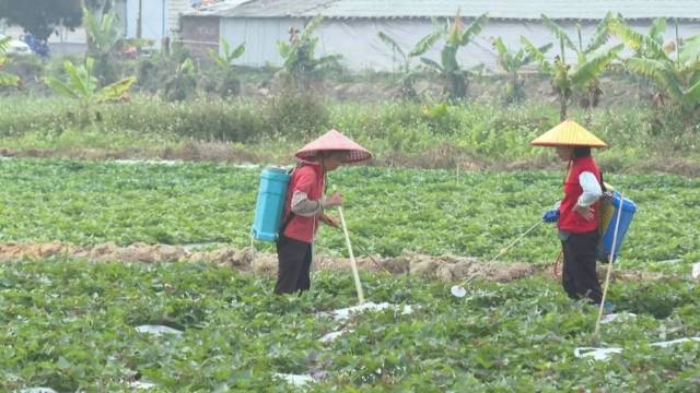 四会:农业科技特派员送“技”下乡 护航春耕稳粮保供