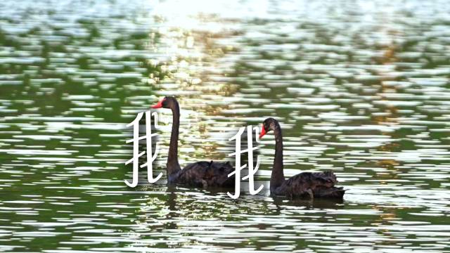 捕捉云浮“野生”汉字，让万物说话！