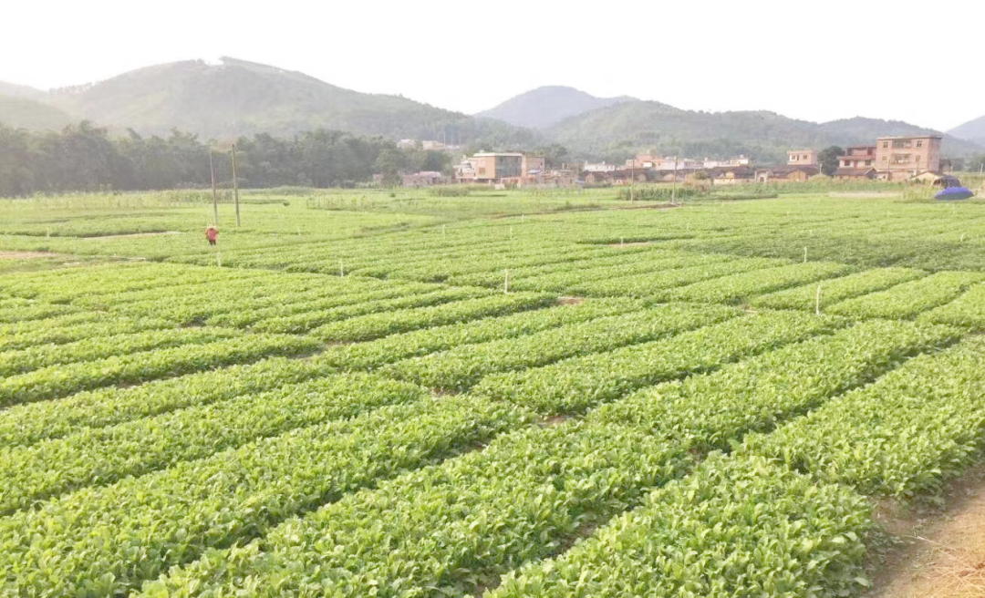怀集特有,灵魂下饭菜,还是“五一”手信首选_南方+_南方plus