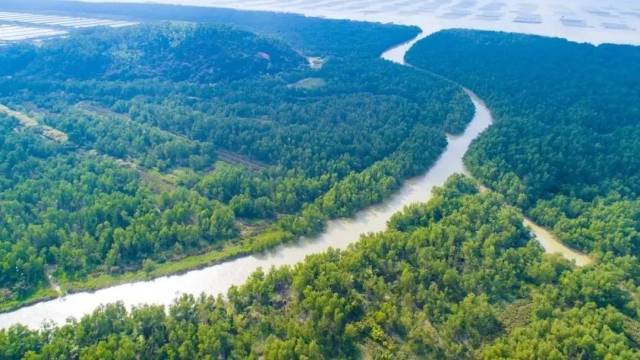 从32公顷到500公顷，珠海红树林的绿色奇迹