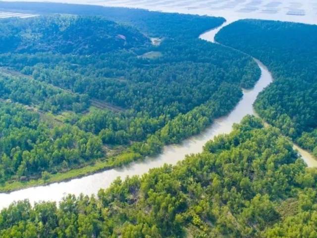 从32公顷到500公顷,珠海红树林的绿色奇迹