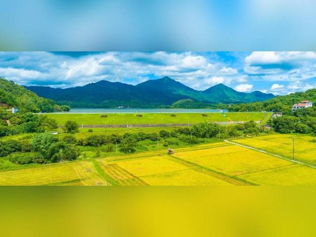 “高考”作文，广东县镇村以实践“解题”！