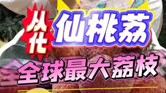 广州从化种植出“世界上最大的荔枝”——仙桃荔