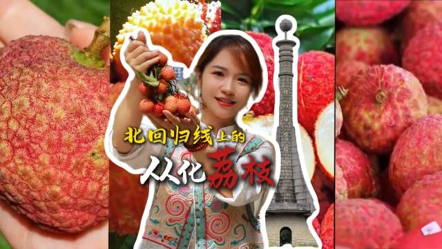 北回归线上的从化荔枝