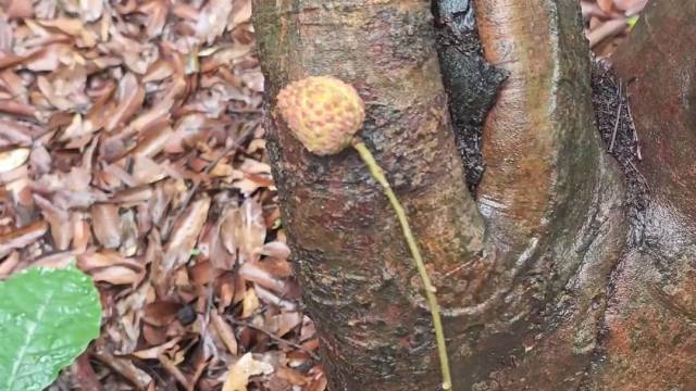 真 · 一（荔）枝独秀！荔枝界的 “社恐” 现身