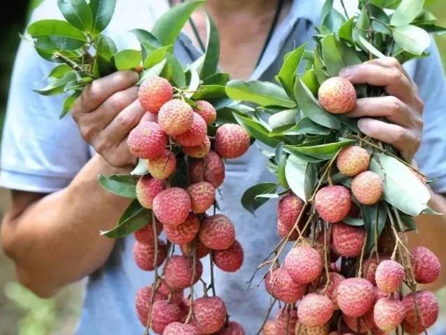 官方推荐！荔枝含量100%！当季爽玩路线来了