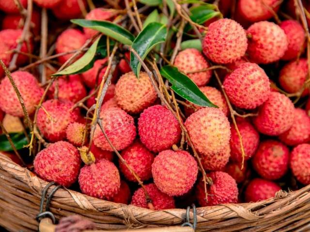 荔枝采摘攻略！惠州这些地方可现摘现吃！