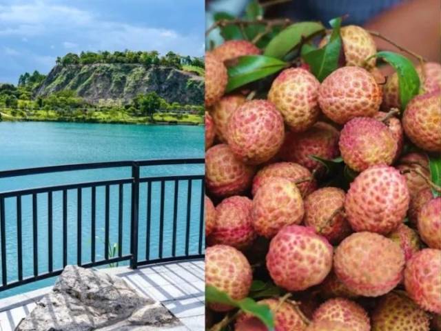 0元拍大片+10元荔枝吃到爽！周末到东莞这里来一场“荔枝之旅”！