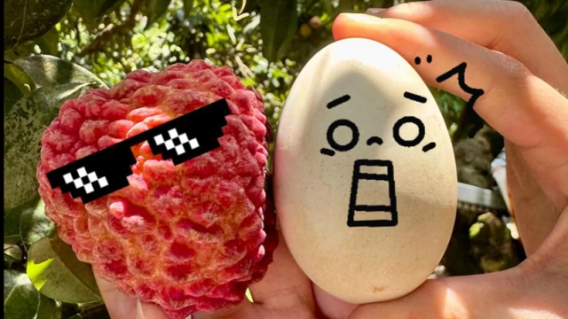 视频 | 博罗罕见荔枝品种——荔枝王，俗称“砸死牛”！