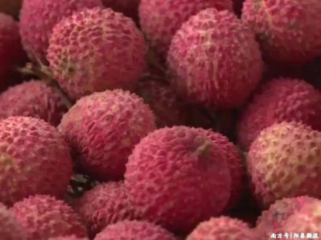 《长安的荔枝》取景地探秘！阳春百年古荔园解锁“贵妃同款”，“荔”动长安