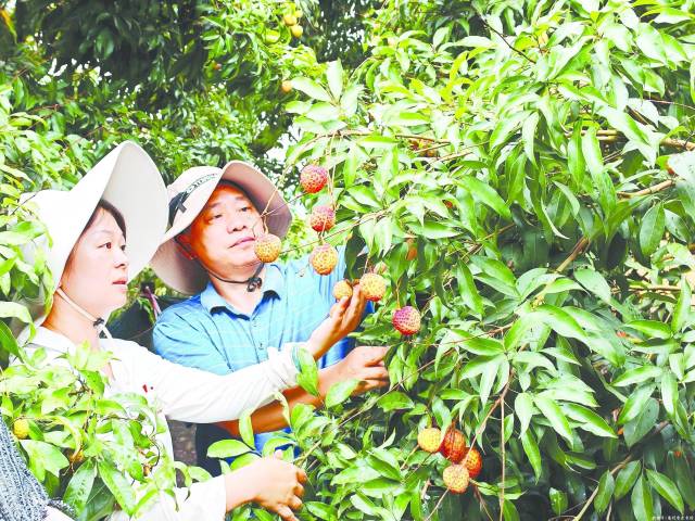 惠州荔枝新品种“宫粉糯”成抢手货 色泽鲜艳味清甜