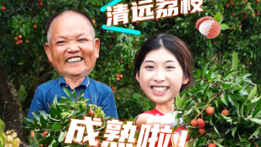 原来清远也有荔枝，就藏在以温泉出名的佛冈县汤塘镇！