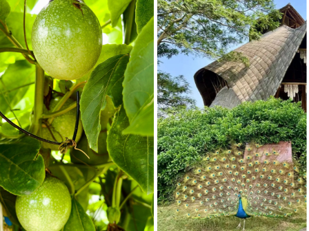 美食＋科普！暑假遛娃别错过这个宝藏地