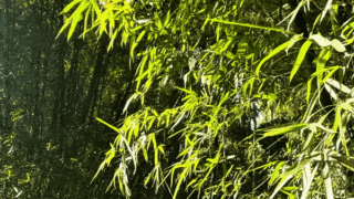 竹林溯溪、清凉避暑!黄埔这几个“竹林秘境”太惬意了