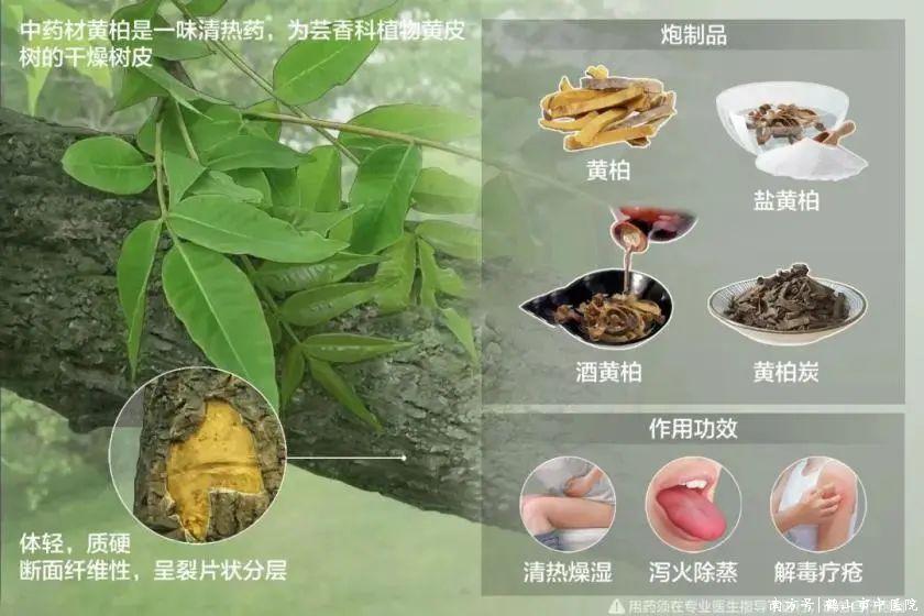 [Cẩm nang Dược sĩ về Thuốc] Vỏ cây Hoàng Bá Phellodendron – một vị thuốc tuyệt vời để thanh nhiệt và trừ ẩm ở vùng hạ tiêu.