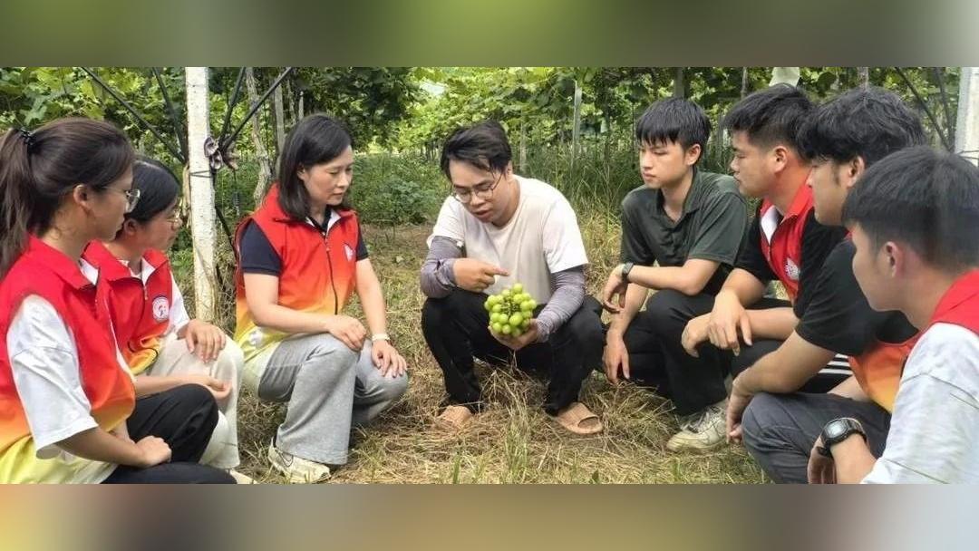 走进菠萝田:“仲恺学子”封开探蜜路!