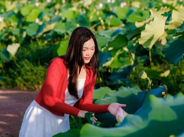博罗荷花季：赴一场夏日限定的粉白邀约