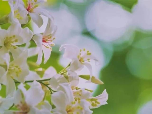 这个夏日，来博罗麻陂赴一场自然之约吧~