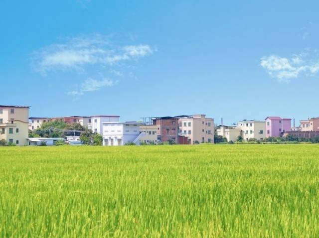 番禺的盛夏，是风吹稻浪的声音