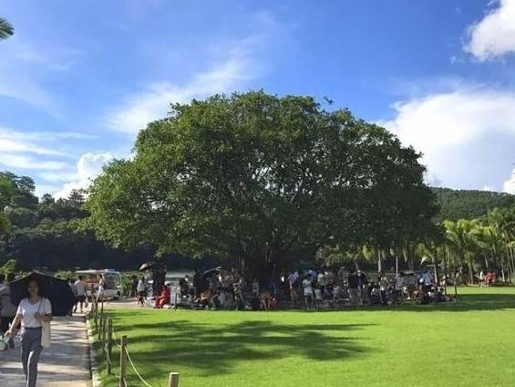 仙湖植物园变身亲子运动乐园！暑期必玩！