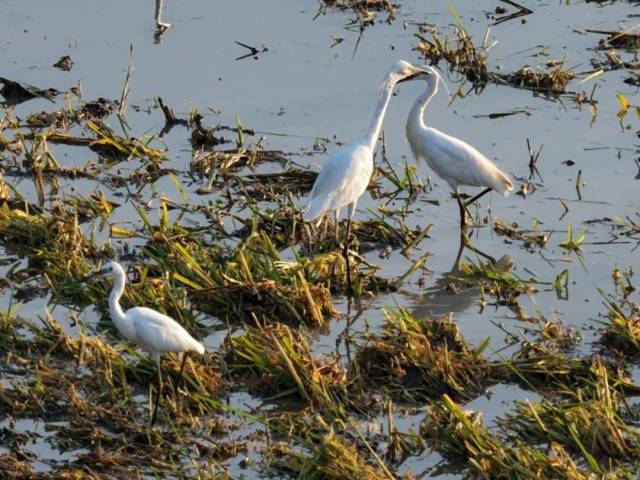 江海这里的生态风景，绝了！