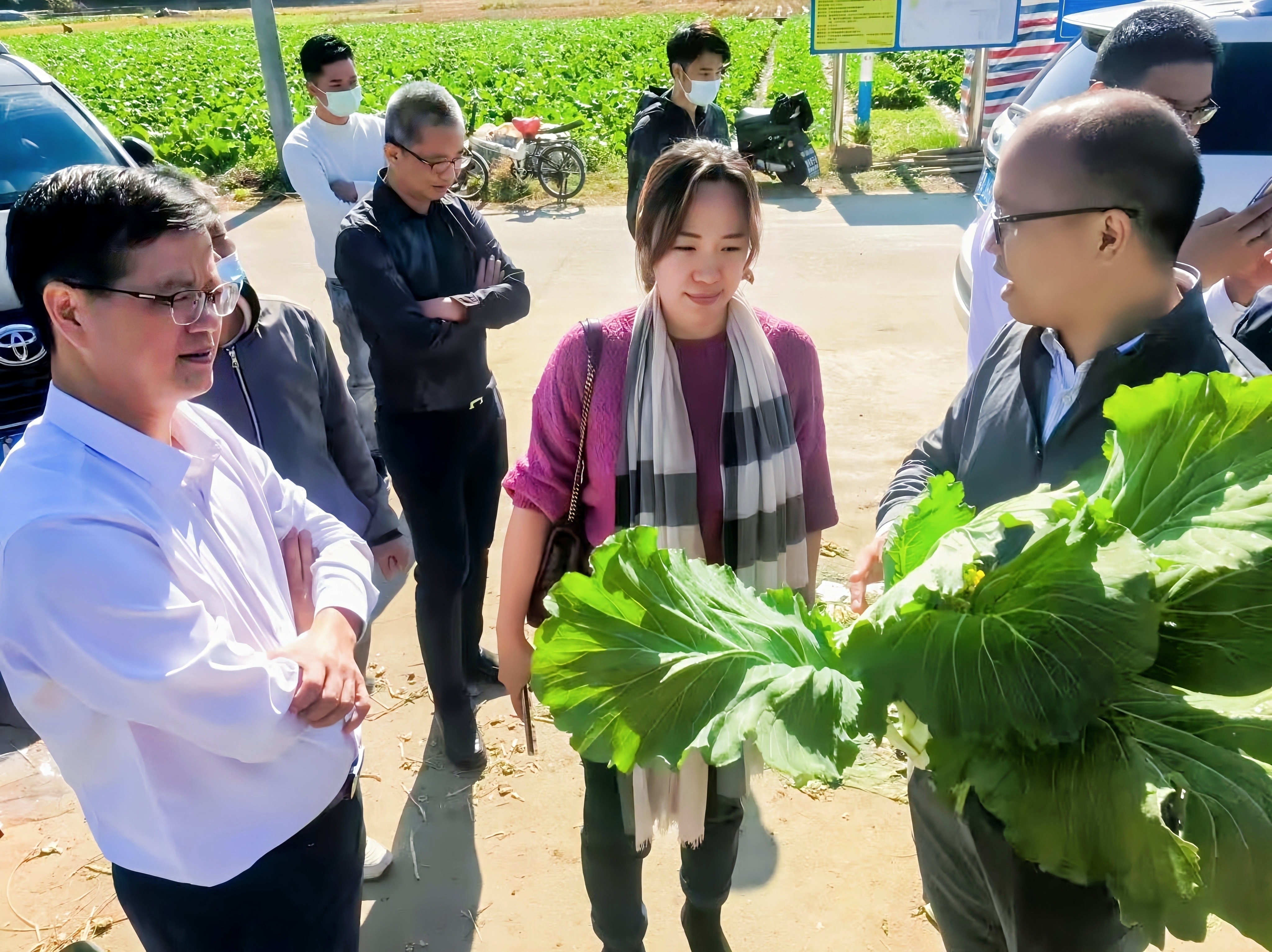 助销增城迟菜心

