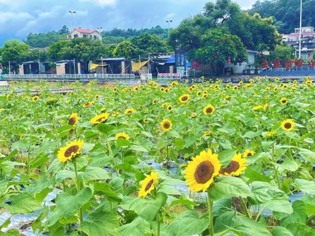 随手出大片！周末相约开平，赏向日葵花海、逛市集、淘好物