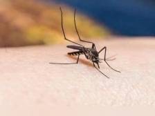 世卫组织警告基孔肯雅热或流行：病毒有何特性？如何检测？