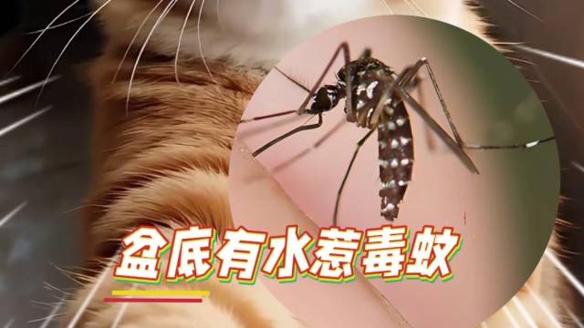 防蚊灭蚊版《大展鸿图》来了！大胖橘洗脑神曲，干货满满！