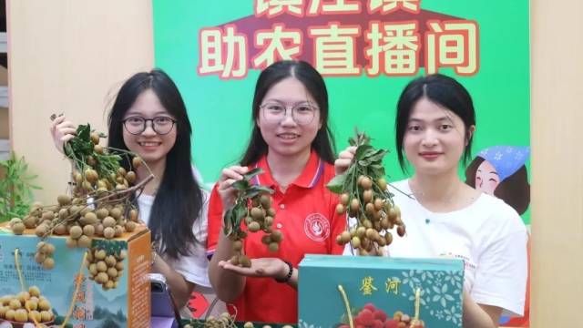 龙眼还在枝头，村里已被大学生“攻占”！