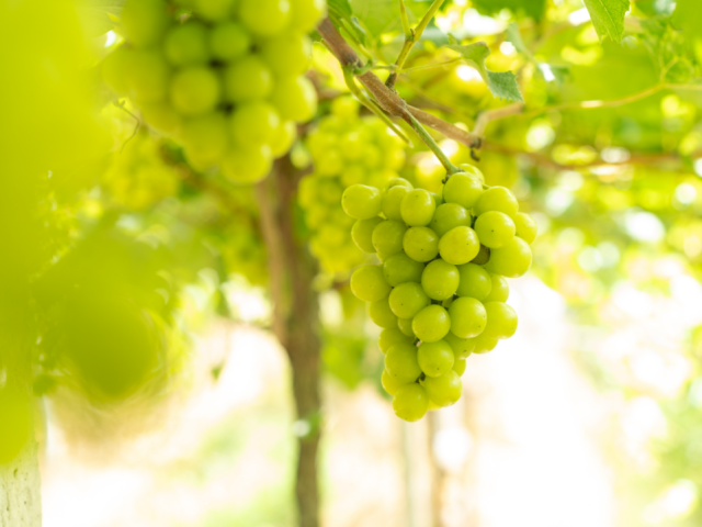 又到葡萄成熟时！云浮罗定这片果园甜到心巴上