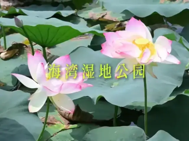 汕头夏日调色盘已上线！收好这份“出片”攻略，解锁七彩城景！