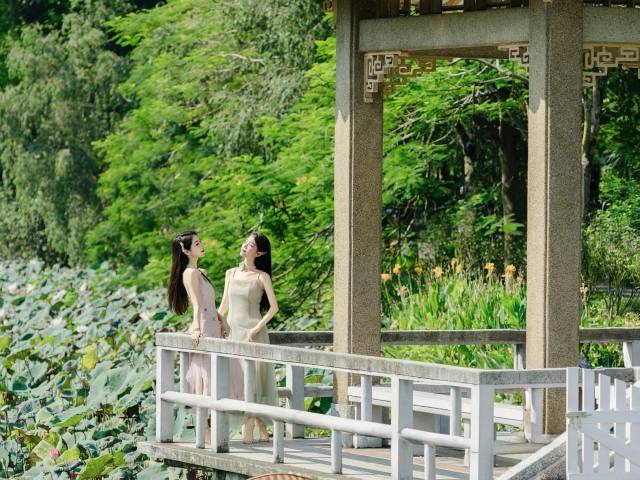 肇庆赏荷天花板，随手一拍美晕全场