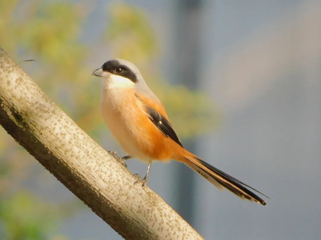 啾啾......华园观鸟图鉴→, image size:1080x810