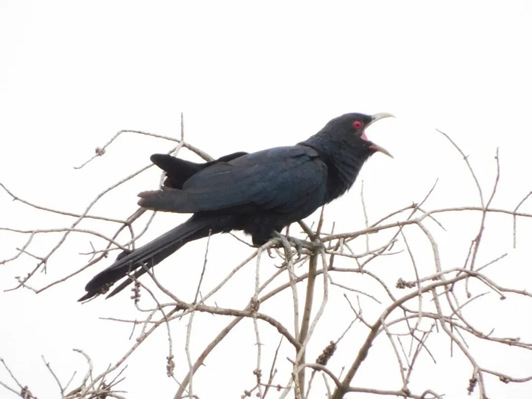 啾啾......华园观鸟图鉴→, image size:1080x810