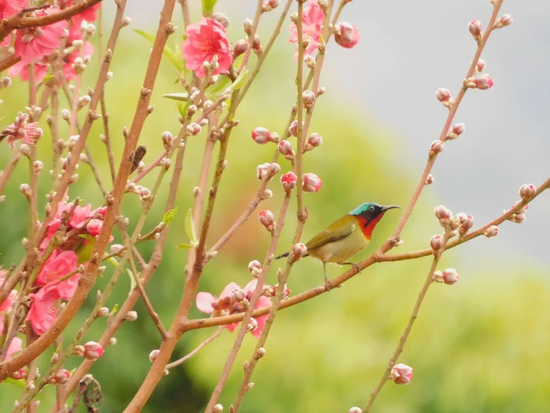 啾啾......华园观鸟图鉴→, image size:1080x810