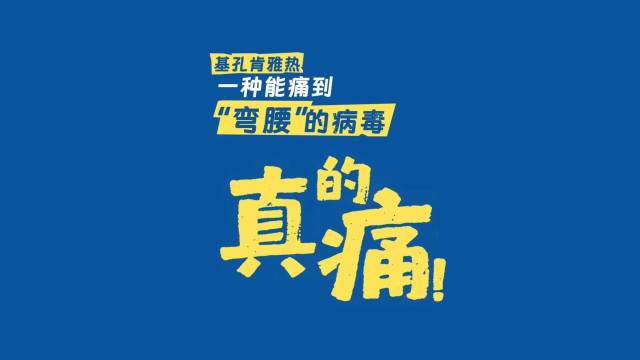你知道吗？得了基孔肯雅热，有可能会痛到“弯腰”！