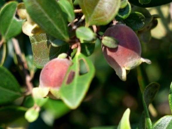 七月七，稔子乌滴滴；八月八，稔子扎打扎……罗浮山下开启甜蜜之旅