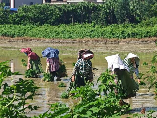 粤来粤好百千万｜电白晚稻插秧近收官：绿染千顷田  科技点“丰”景