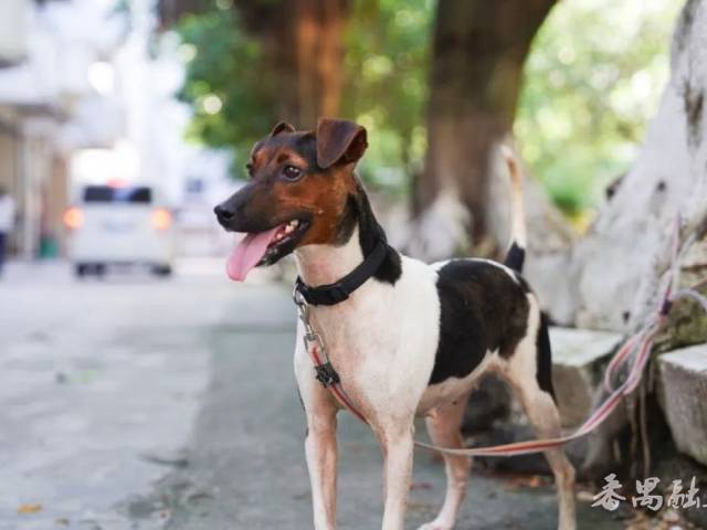 番禺警犬“坚五”出师  将参与十五运会安保工作