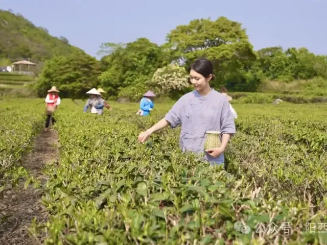 粤来粤好百千万｜漫步东水茶园 品味春日茶香诗意