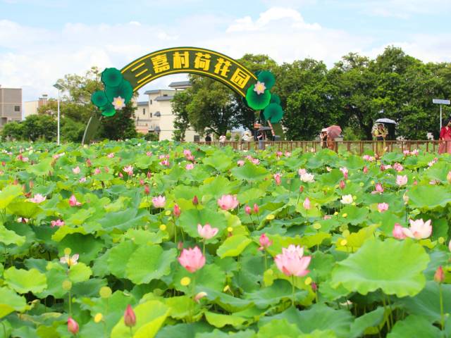 博罗石坝三嘉村：荷韵新风润乡野，农文旅融合促振兴