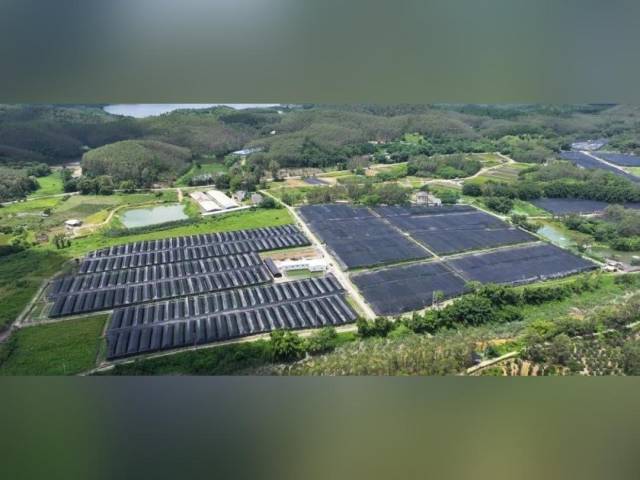 粤来粤好百千万｜全年产值近2000万元！鹤山这条村用“土疙瘩”打造致富“聚宝盆”