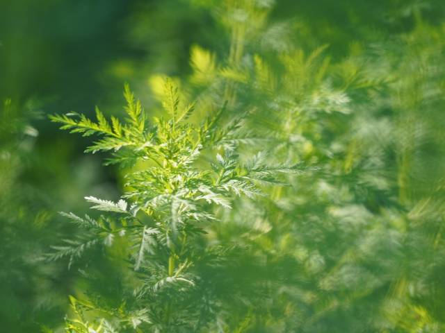 家门口的草药，葛洪爷的凉茶方