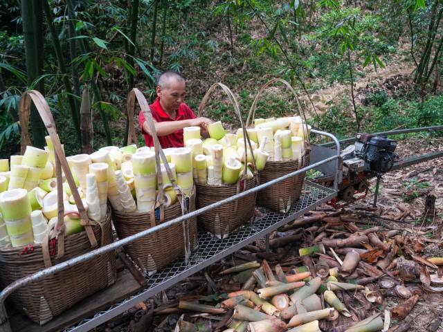 粤来粤好百千万 | 综合产值超7亿元！19条运输线助力清新麻竹笋“出山”