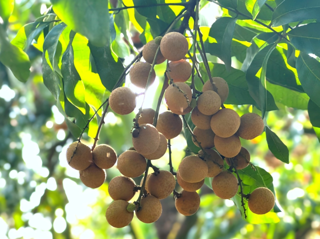 【图说博罗“百千万工程”】“眼”前一亮，又被甜到了