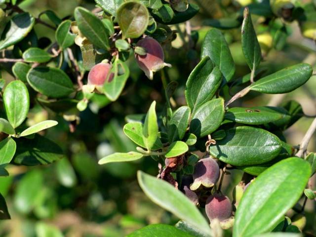 【图说博罗“百千万工程”】一起上山摘捻子嘞