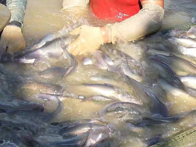 包罗万象 | 博罗供销渔场迎丰收：数百亩水面上演现实版“鱼跃龙门”