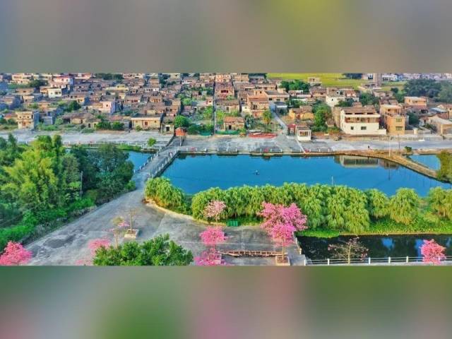 粤来粤好百千万｜从“致富路”到“龙舟魂”！在鹤山这条村探寻和美乡村的样子