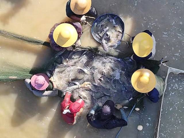 包罗万象 | 万余斤鲜鱼顺利出栏 现实版“鱼跃龙门”上演